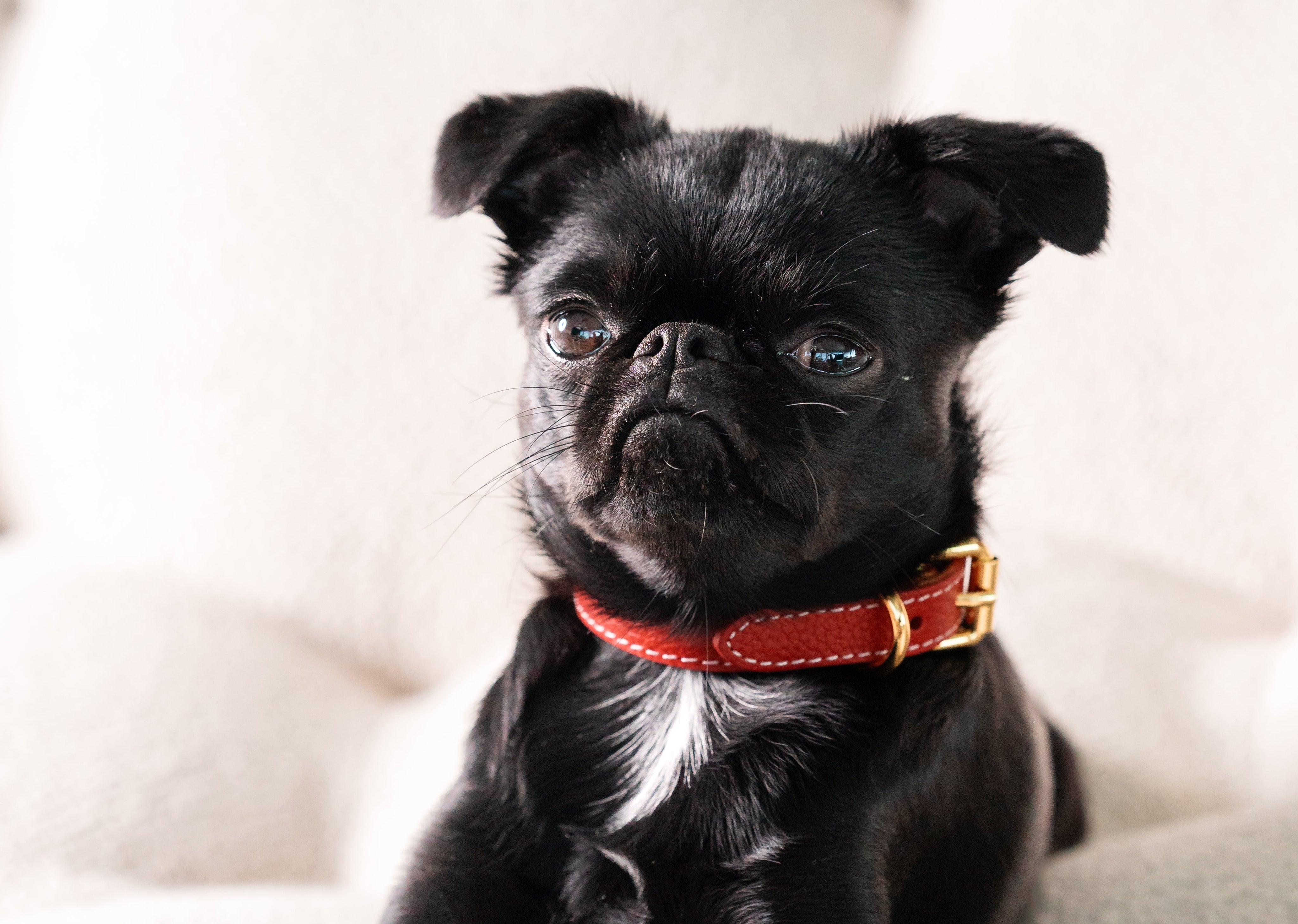 Thin Dog Collars