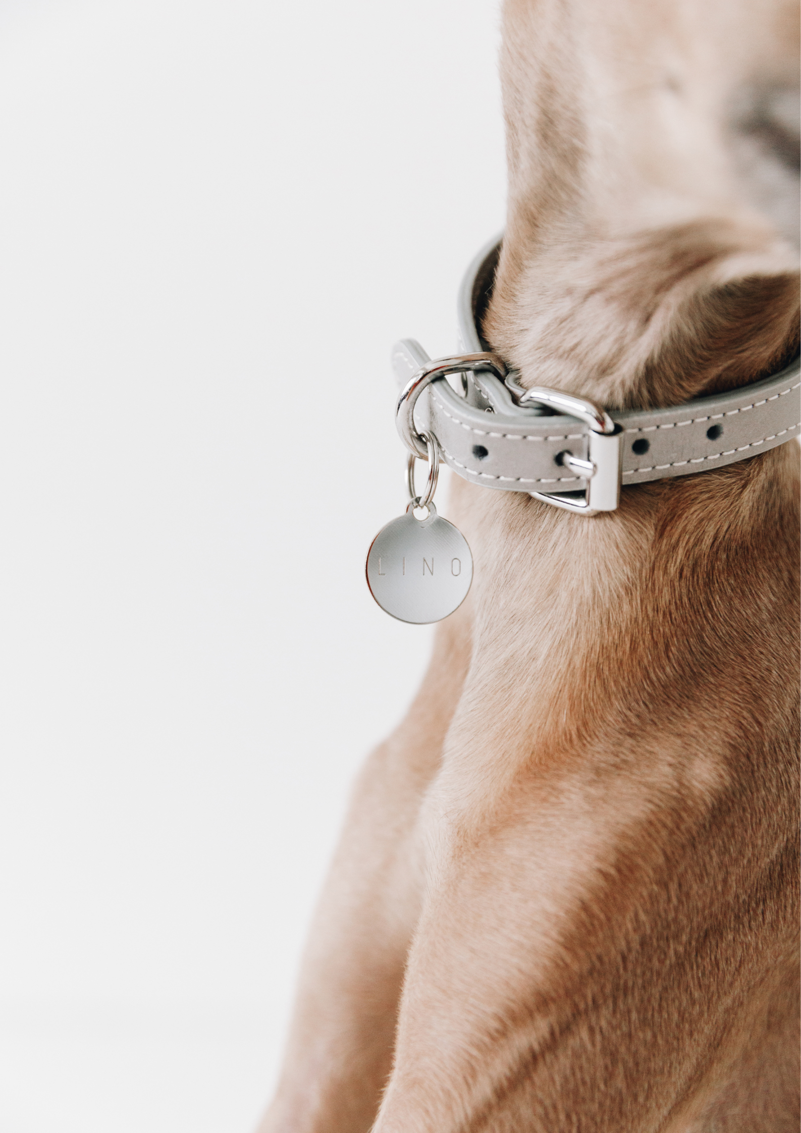 Engraved Dog ID Tags