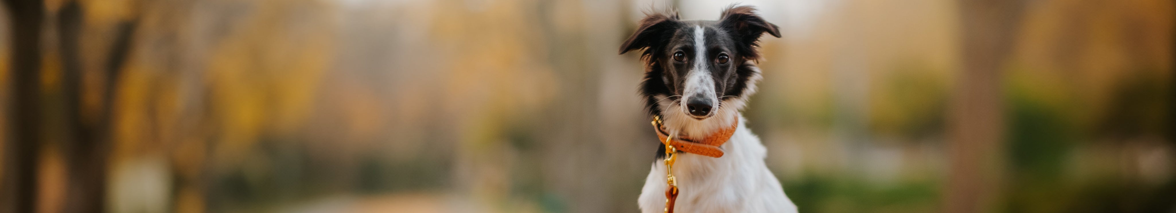 Trendy Dog Collars