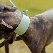 Mint Hundhalsband Bred