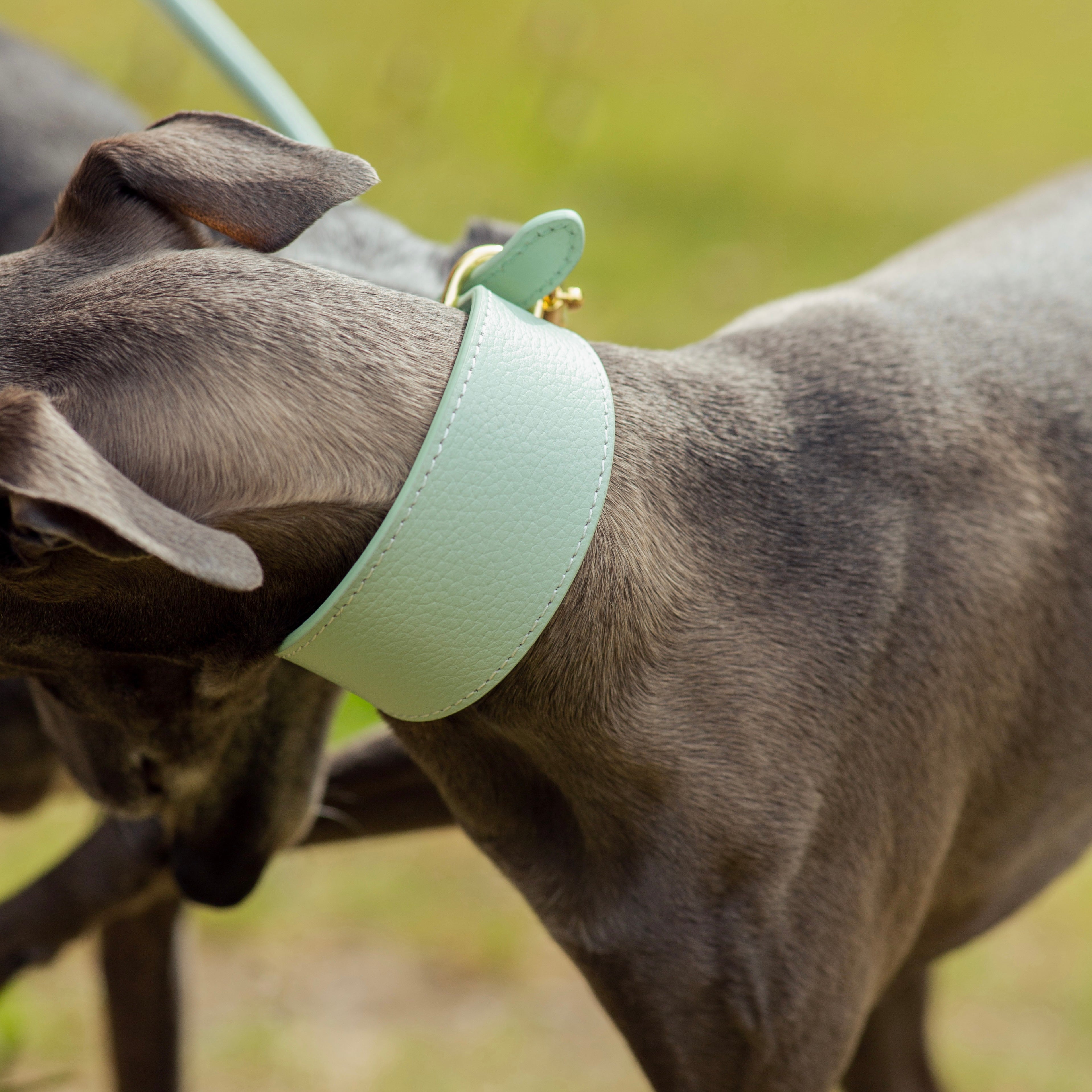 Mint Hundhalsband Bred