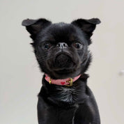 Love Hundhalsband Smal