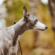 Beige Hundtandsmönster Hundhalsband Bred
