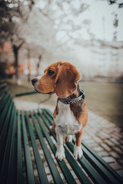 Ormmönstrat Hundhalsband Smal