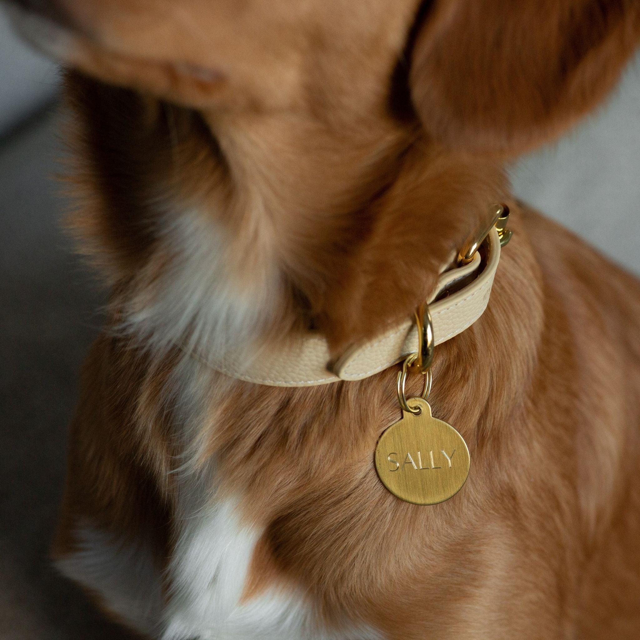 Beige Hundhalsband Smal