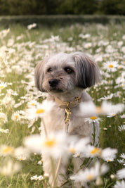 Beige Hundhalsband Smal