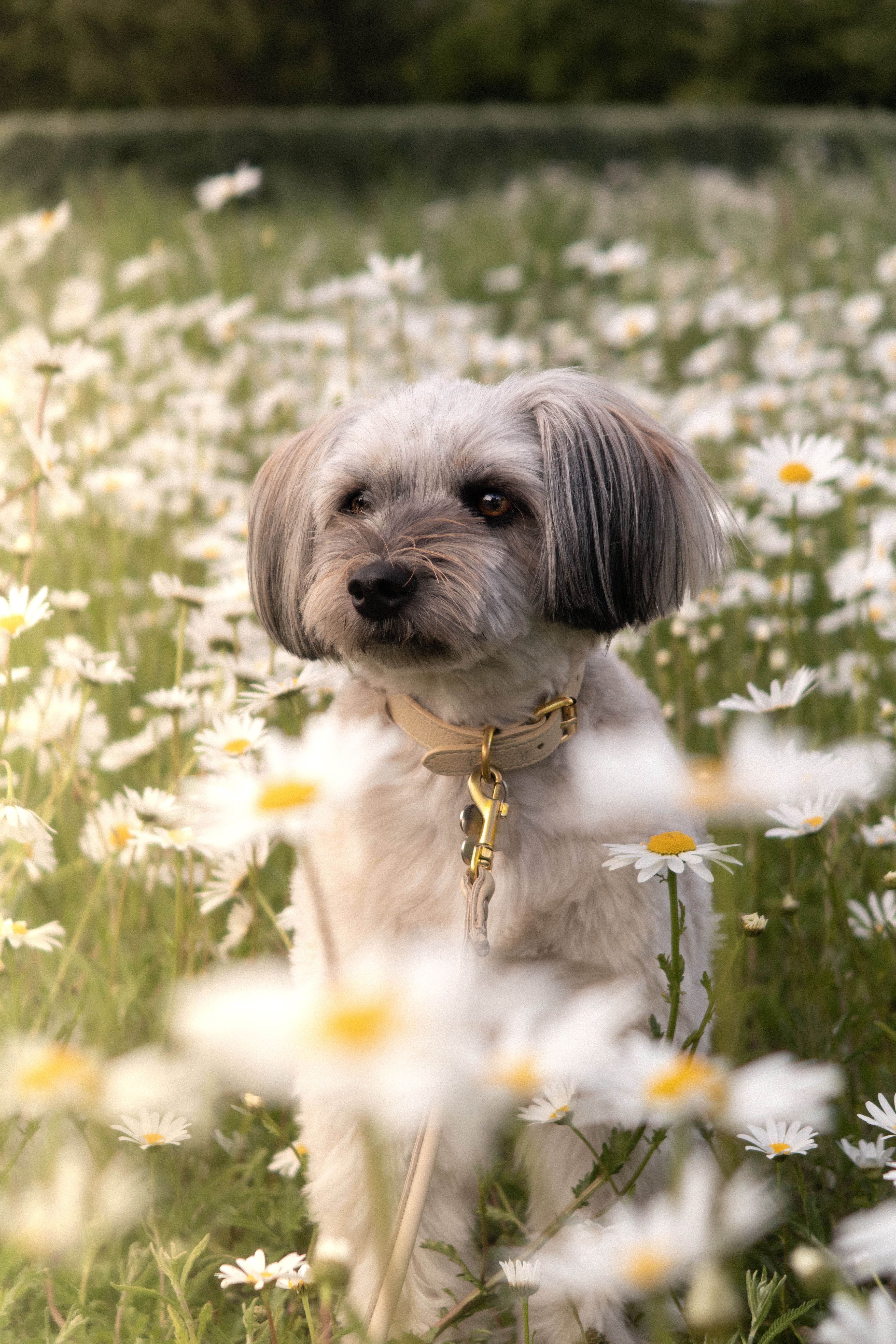 Beige Hundhalsband Smal