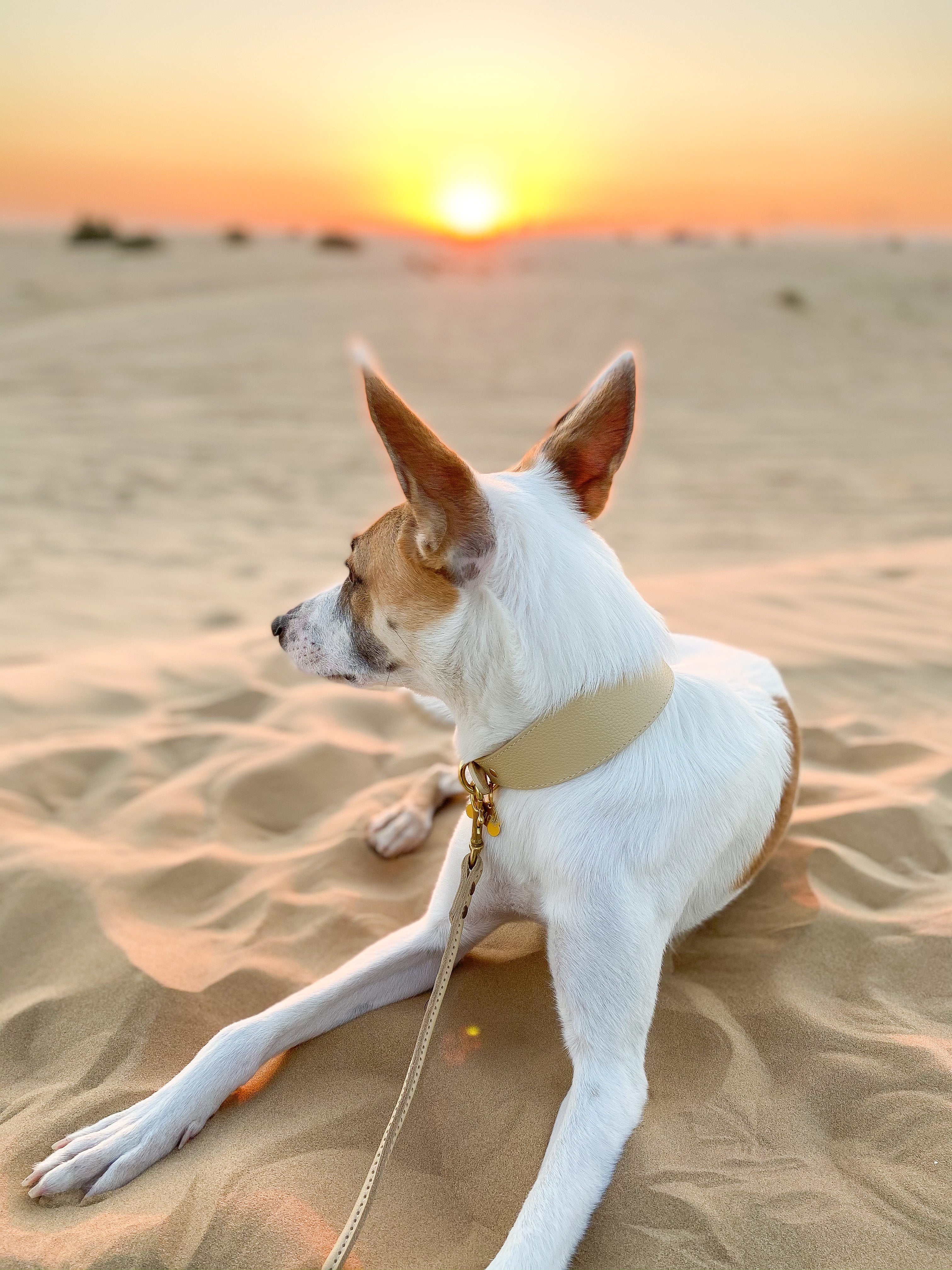 Beige Hundkoppel