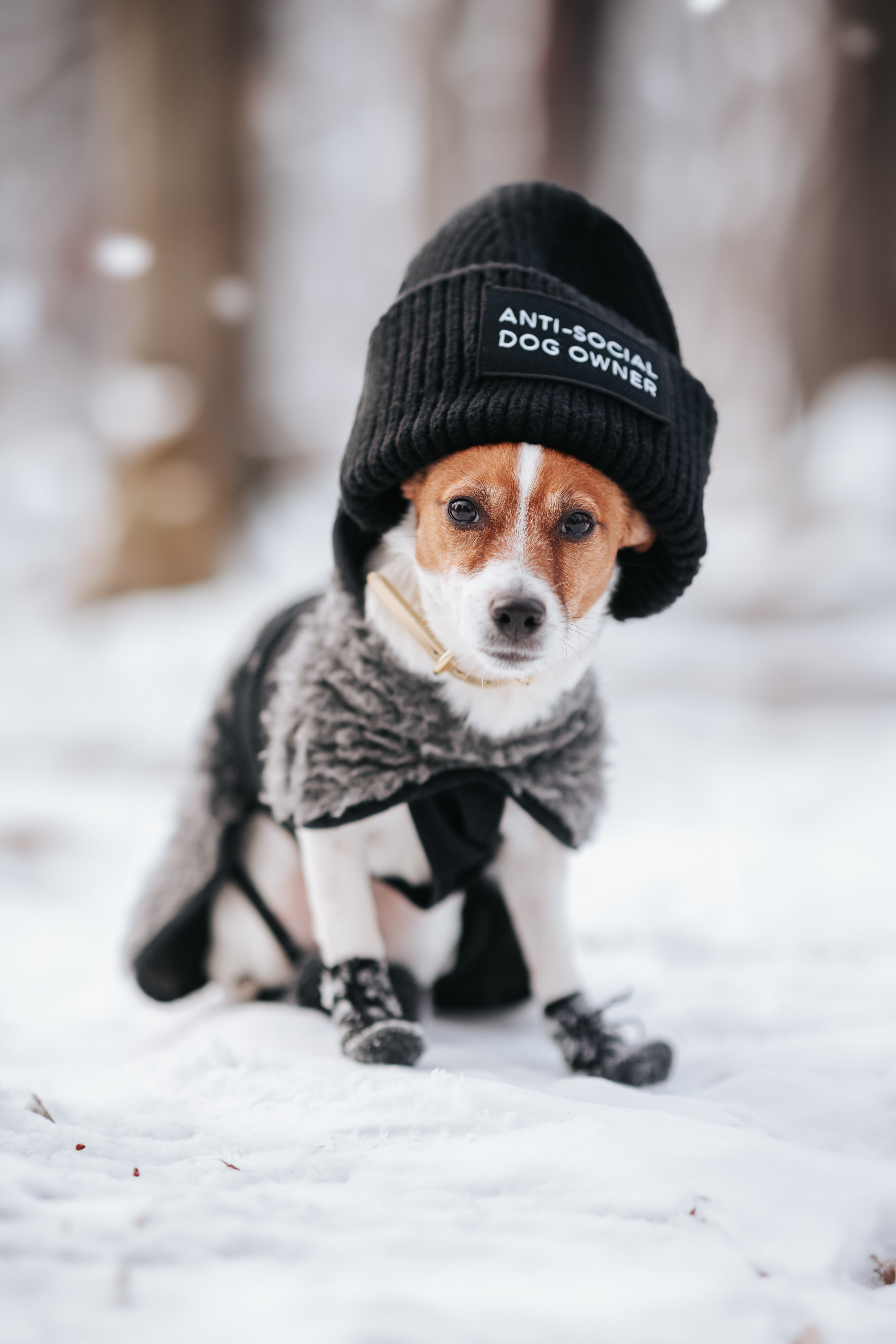 Svart Ullmössa - Anti-Social Dog Owner