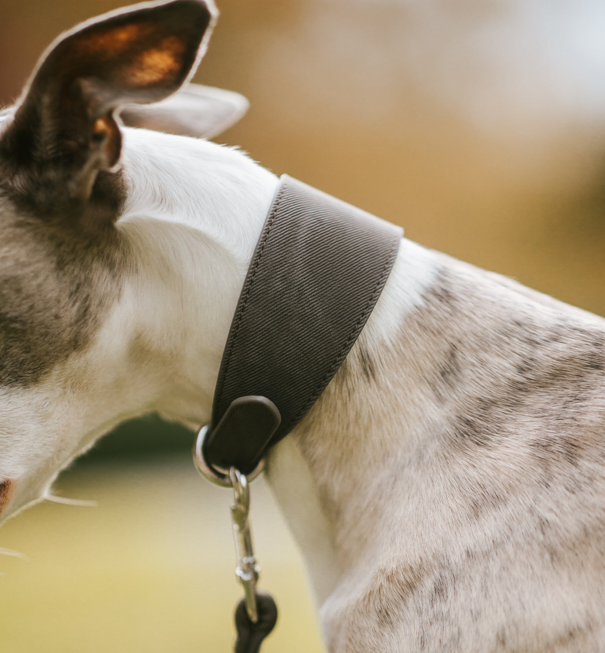 Hundhalsband i Svart Denim Bred