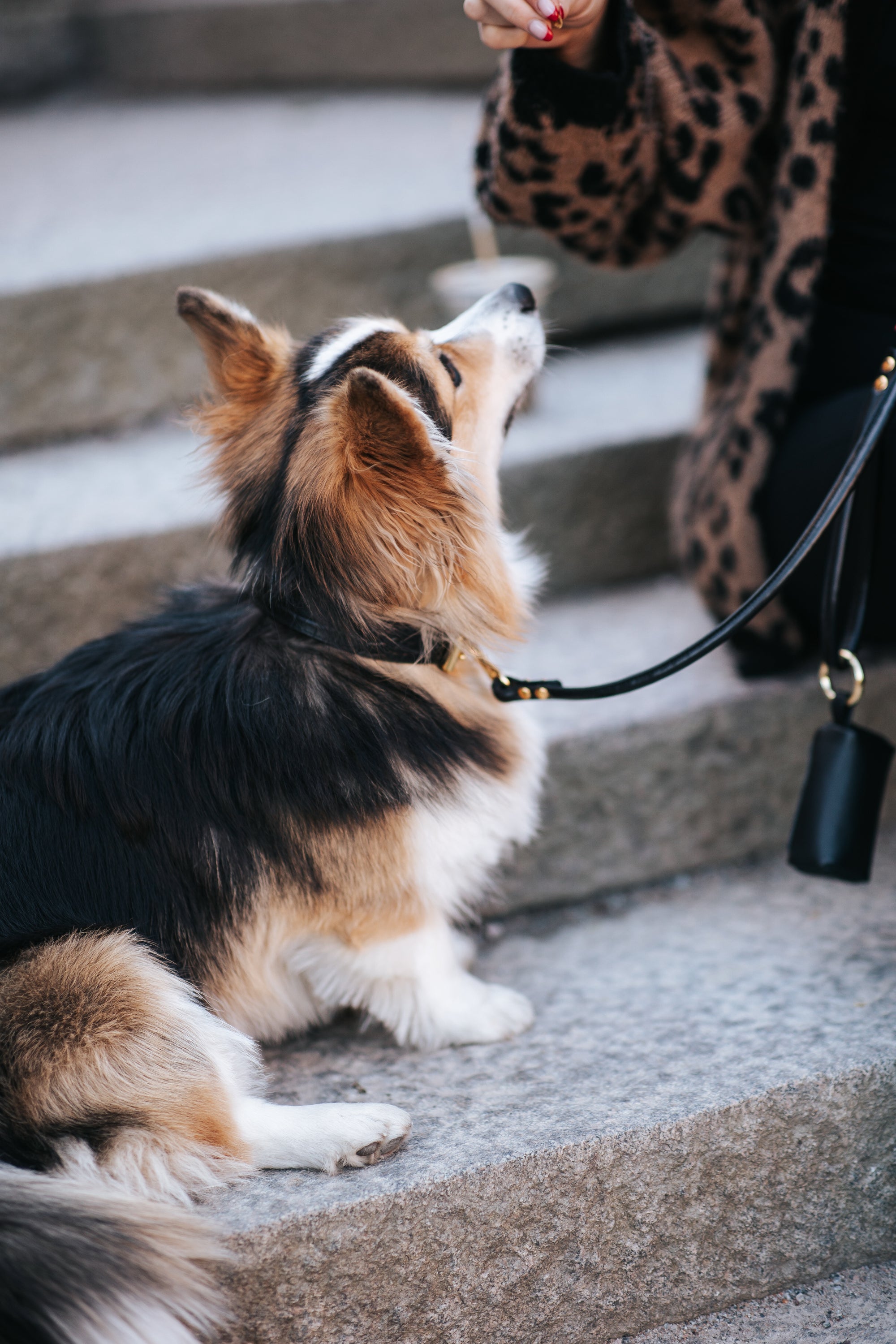 Svart Hundkoppel