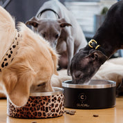 Svart hundskål