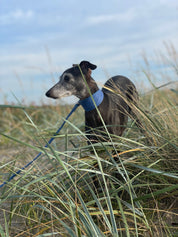 Blå Jeans Hundhalsband Bred