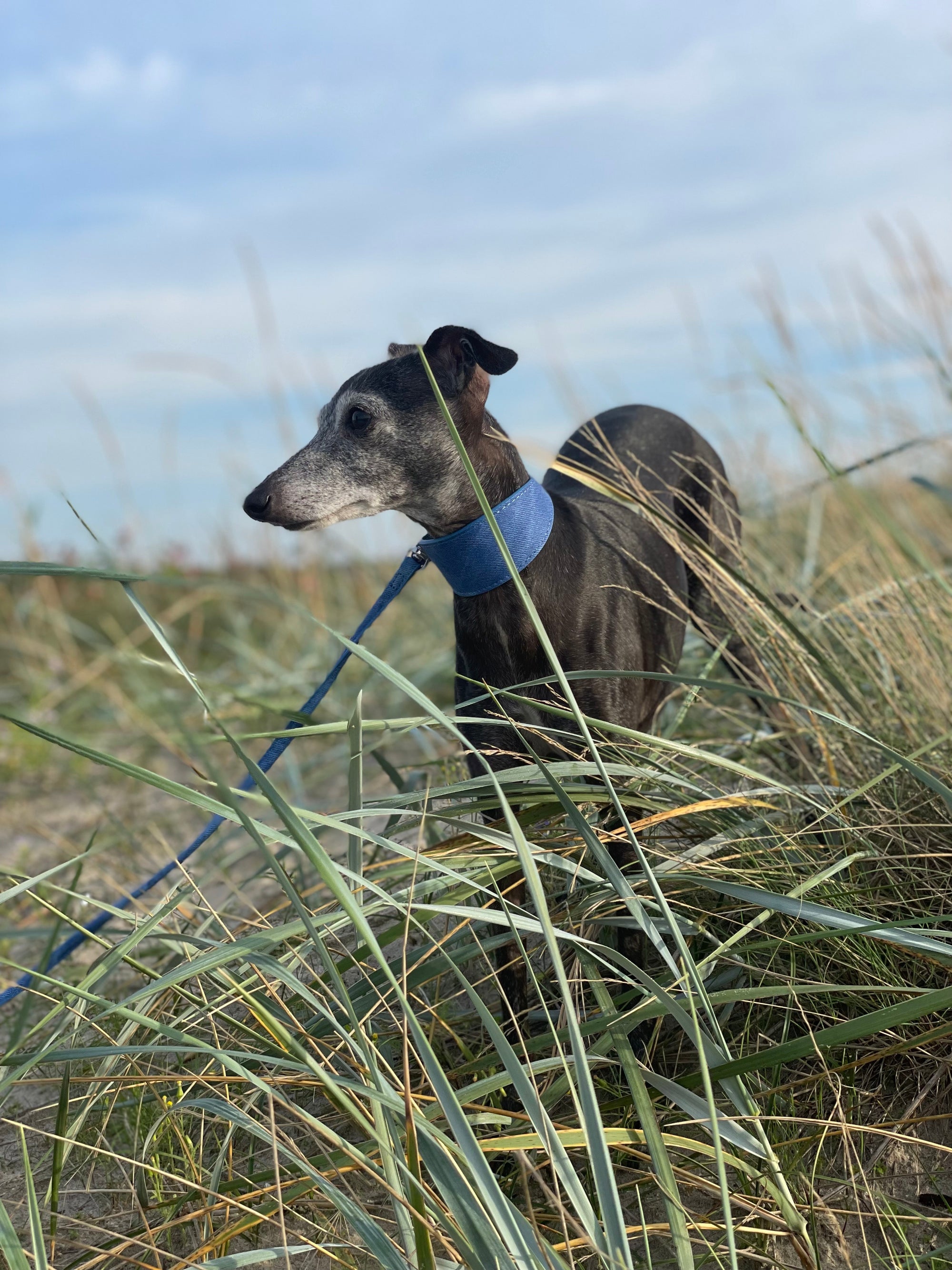 Blå Jeans Hundhalsband Bred