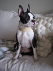 Beige Hundhalsband Bred