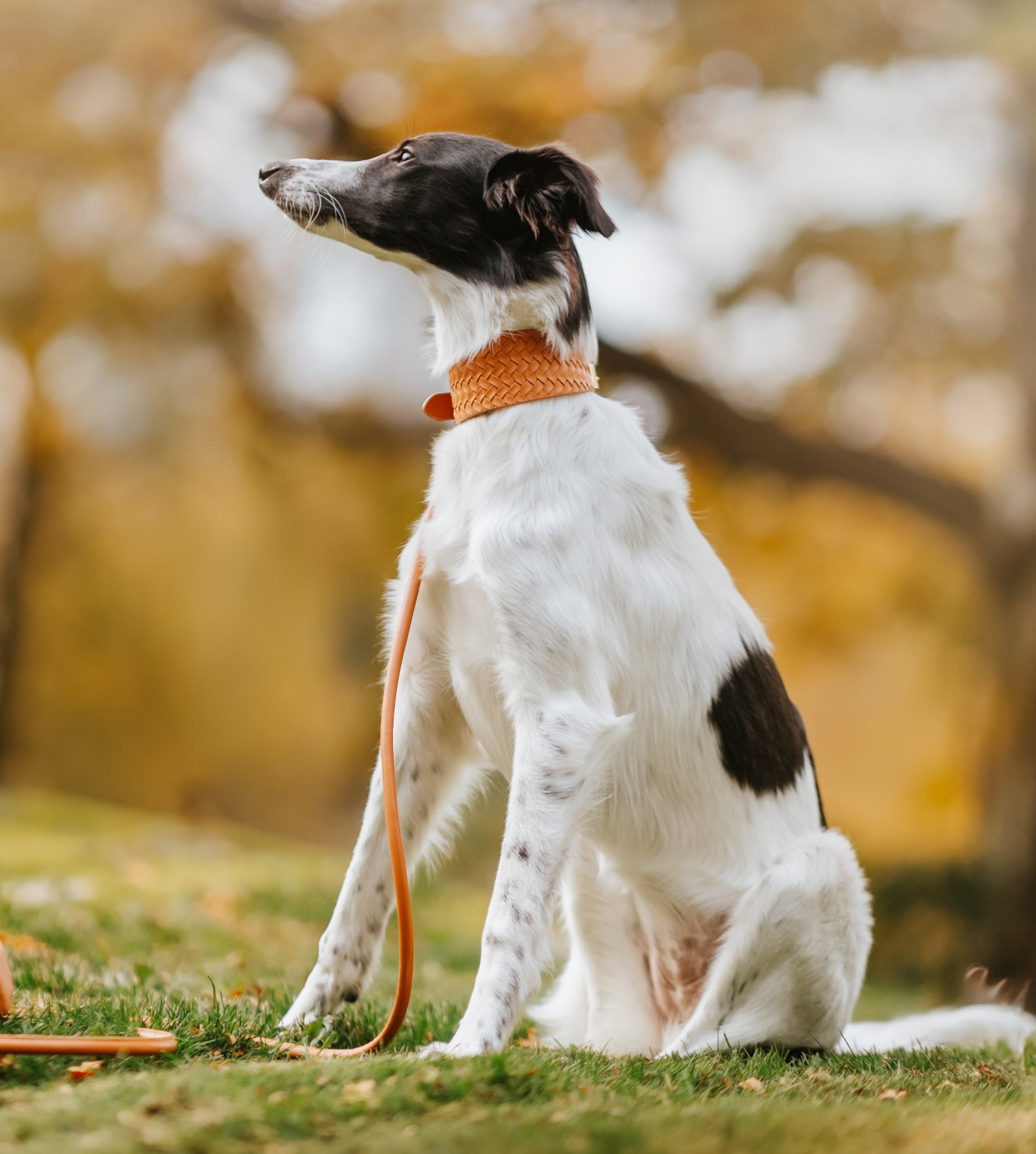 Brunt Flätat Hundhalsband Bred