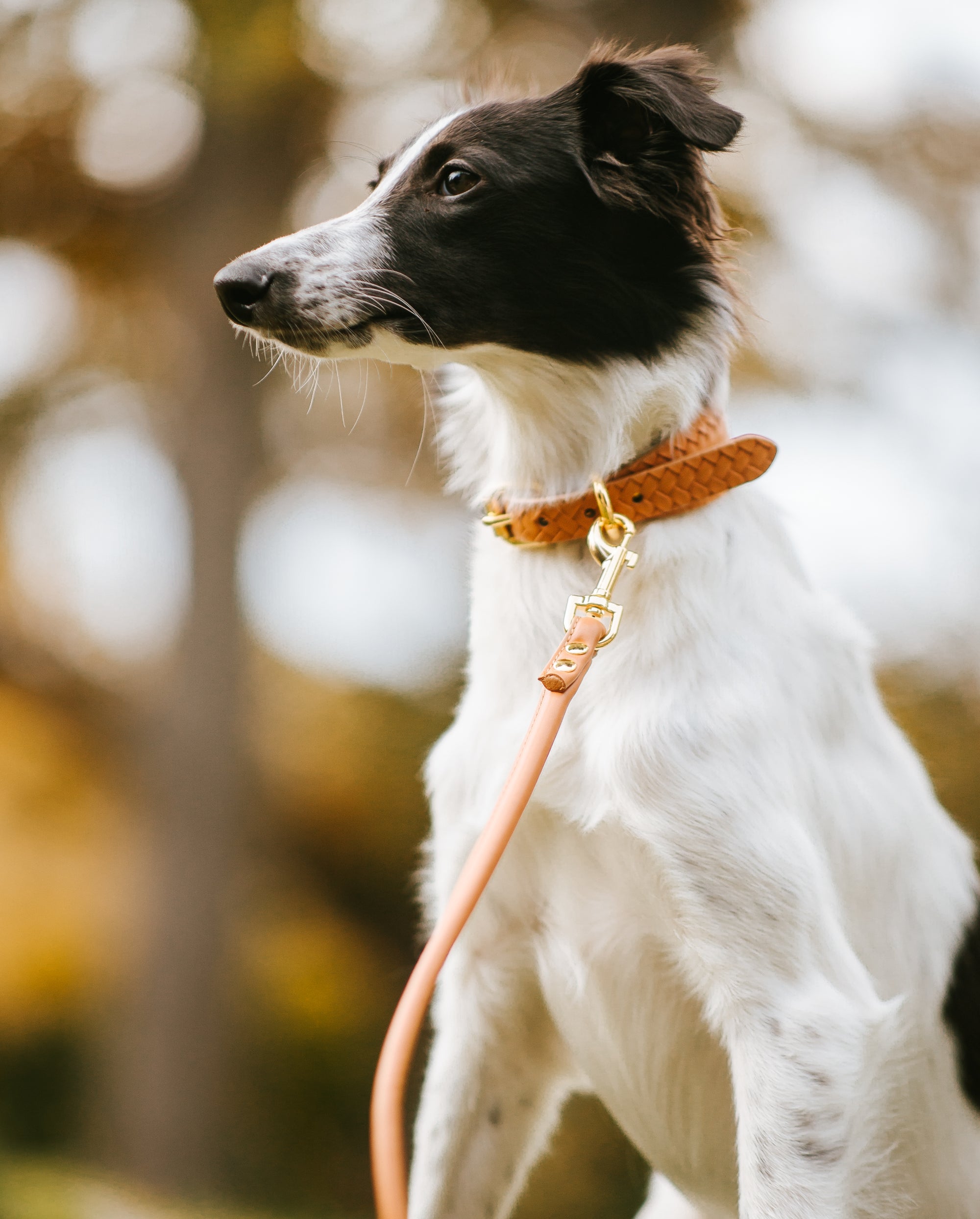 Brunt Hundkoppel