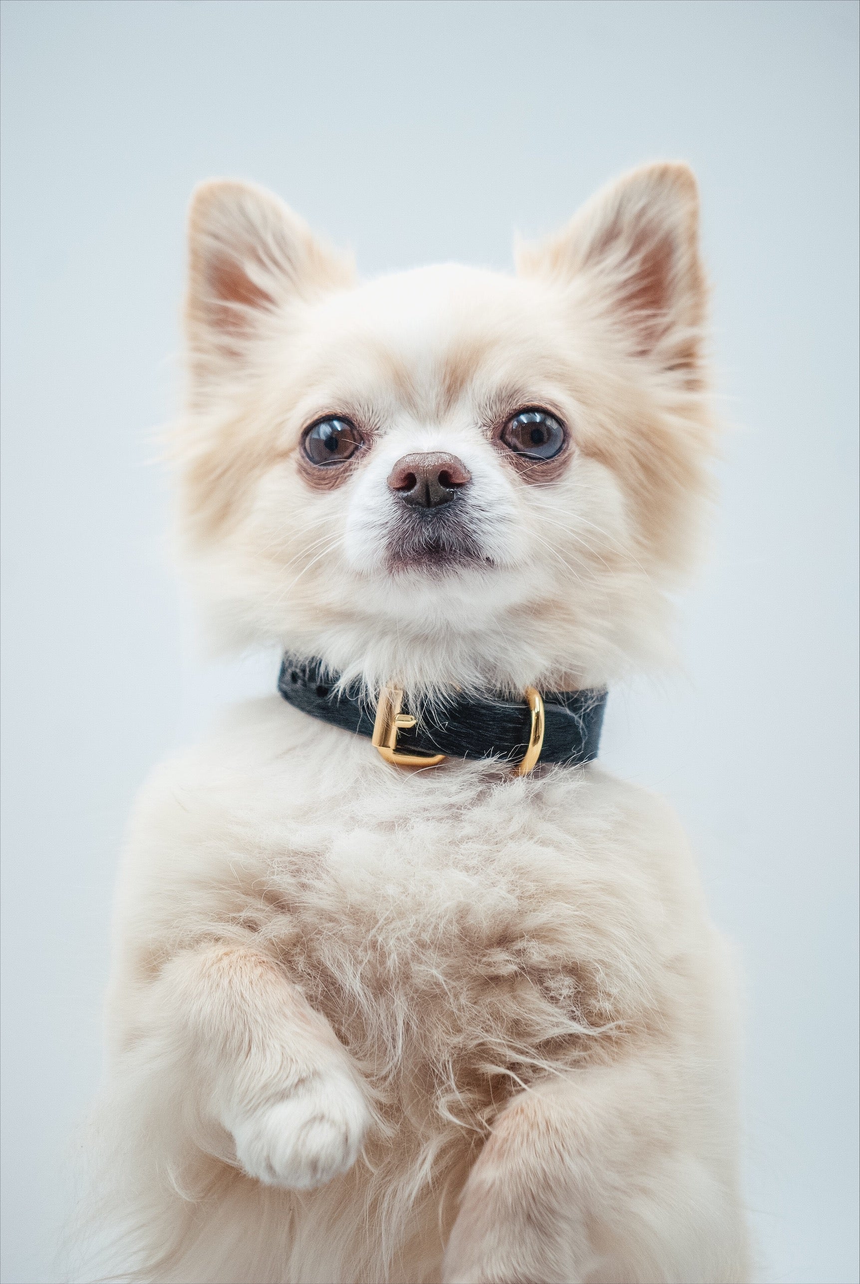 Svart Croco Hundhalsband Smal