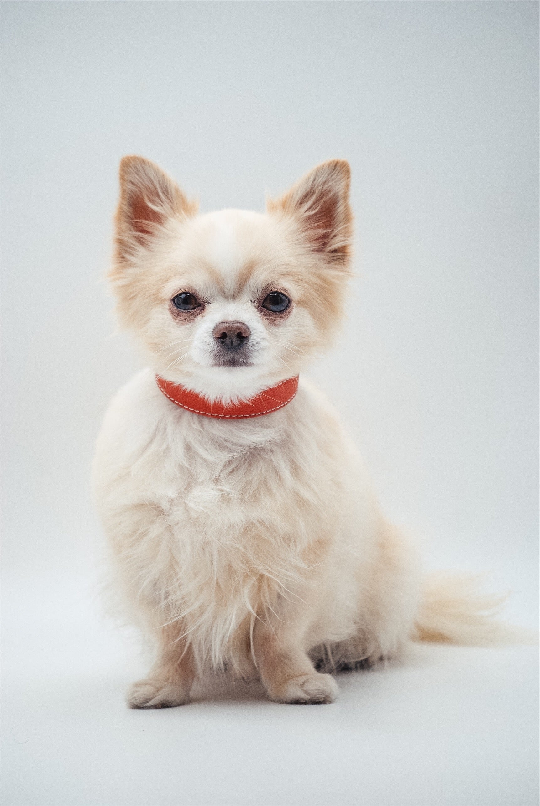 Cognac Hundhalsband Smal