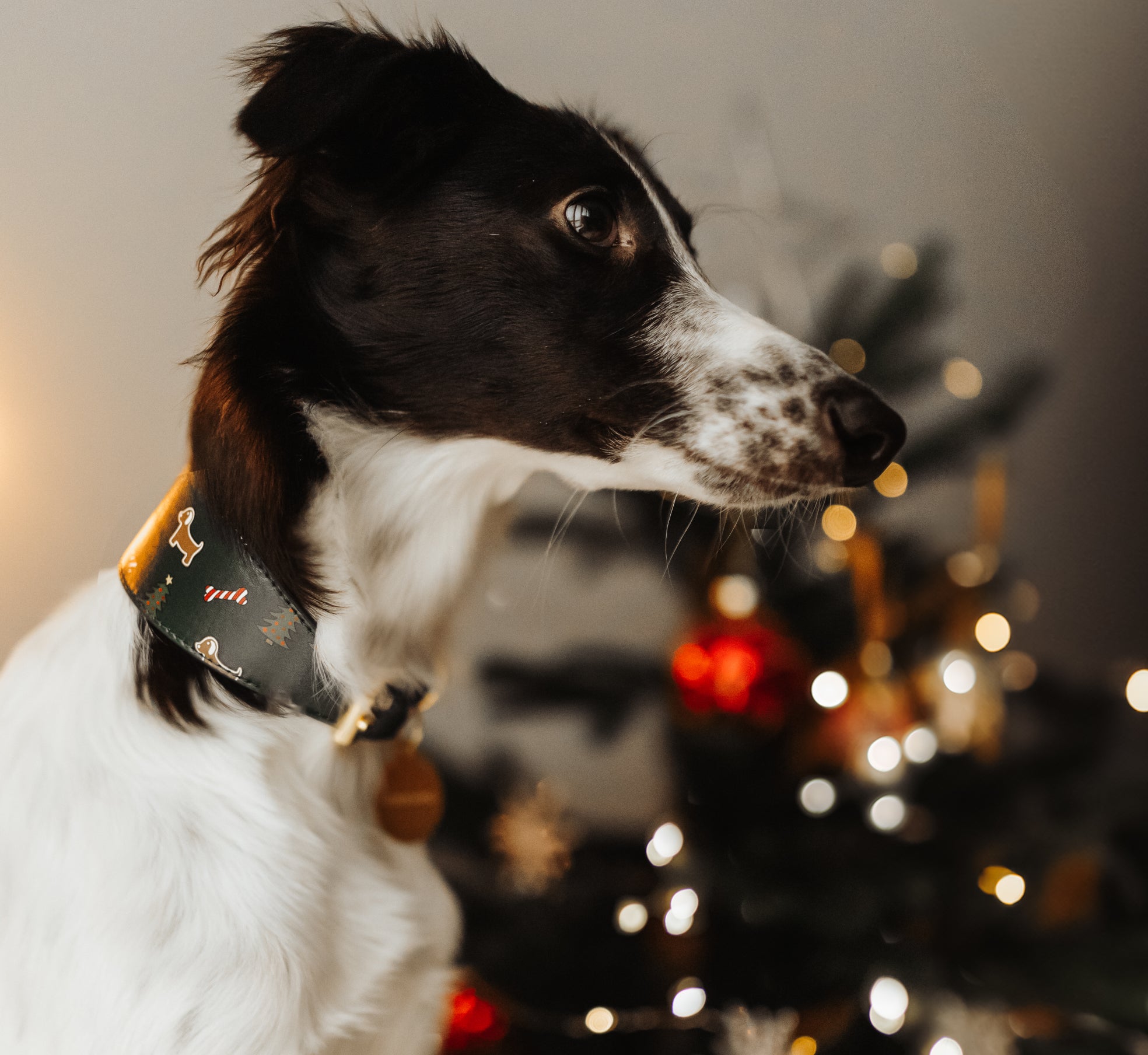 Jul Hundhalsband Bred