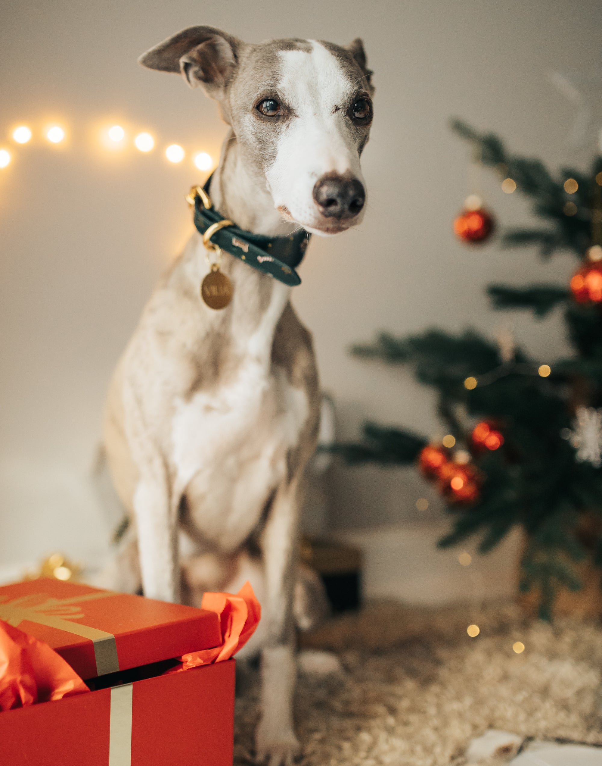 Jul Hundhalsband Bred