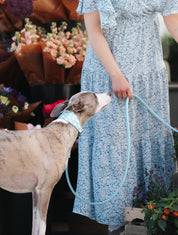 Moln Hundhalsband Bred