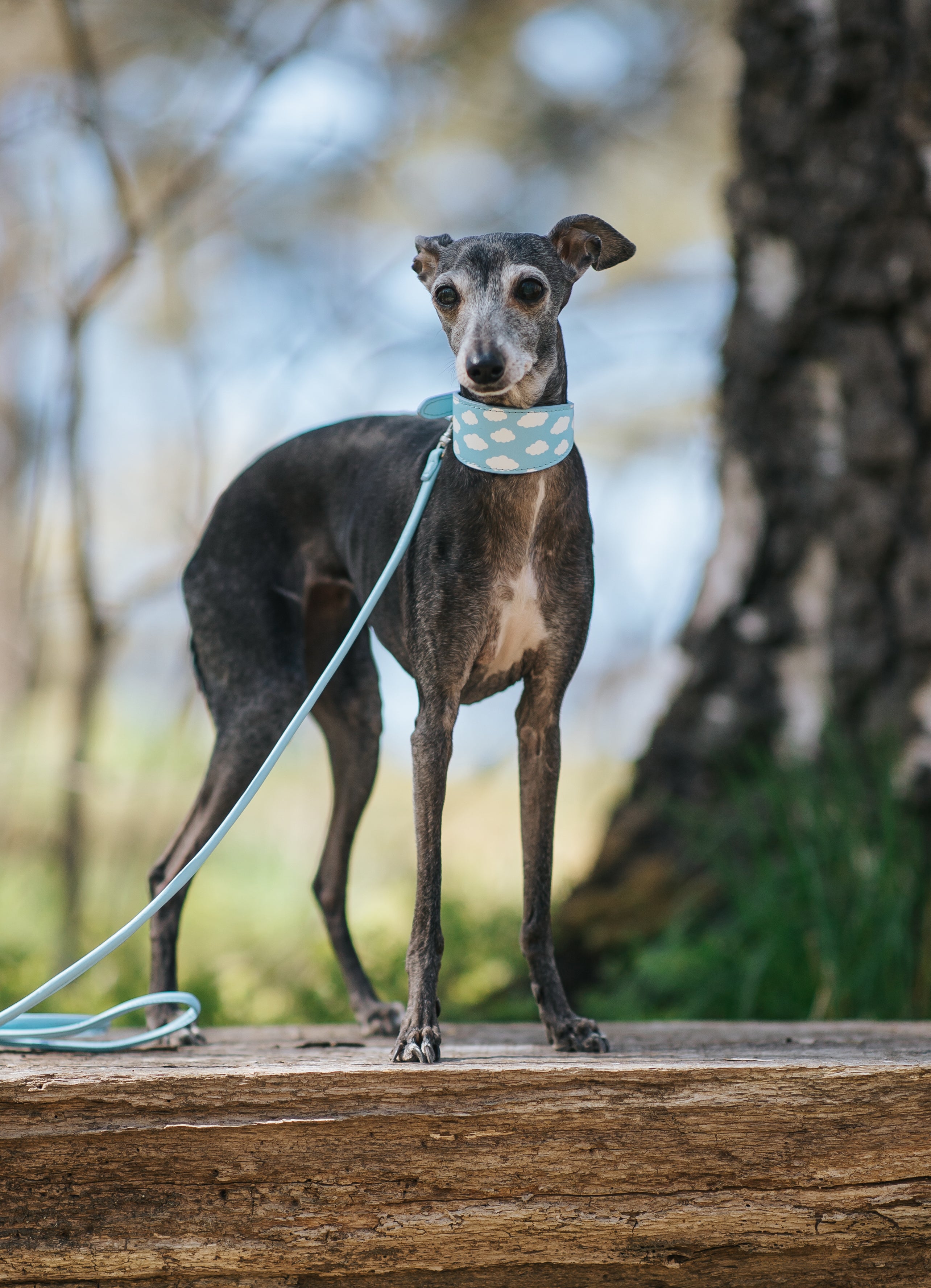 Moln Hundhalsband Bred