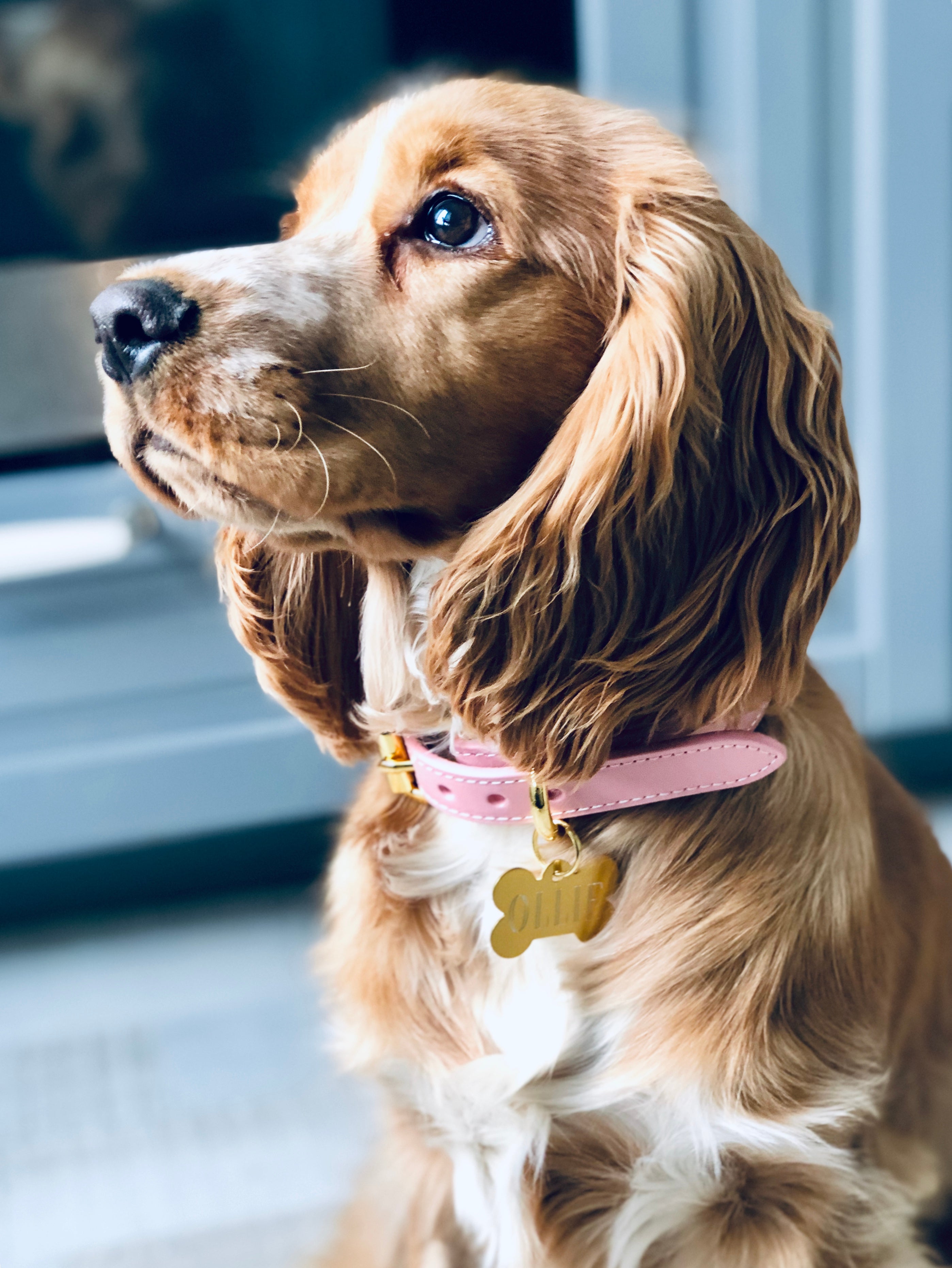 Rosa Hundhalsband Smal