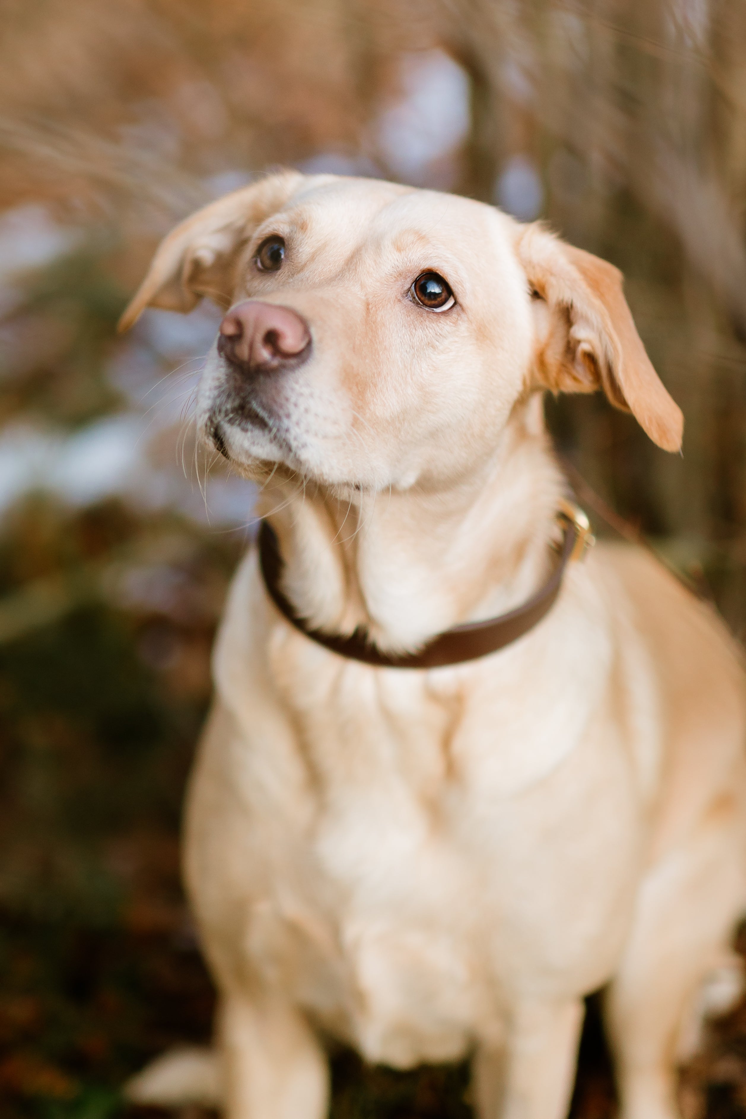 Mörkbrun Hundhalsband Smal
