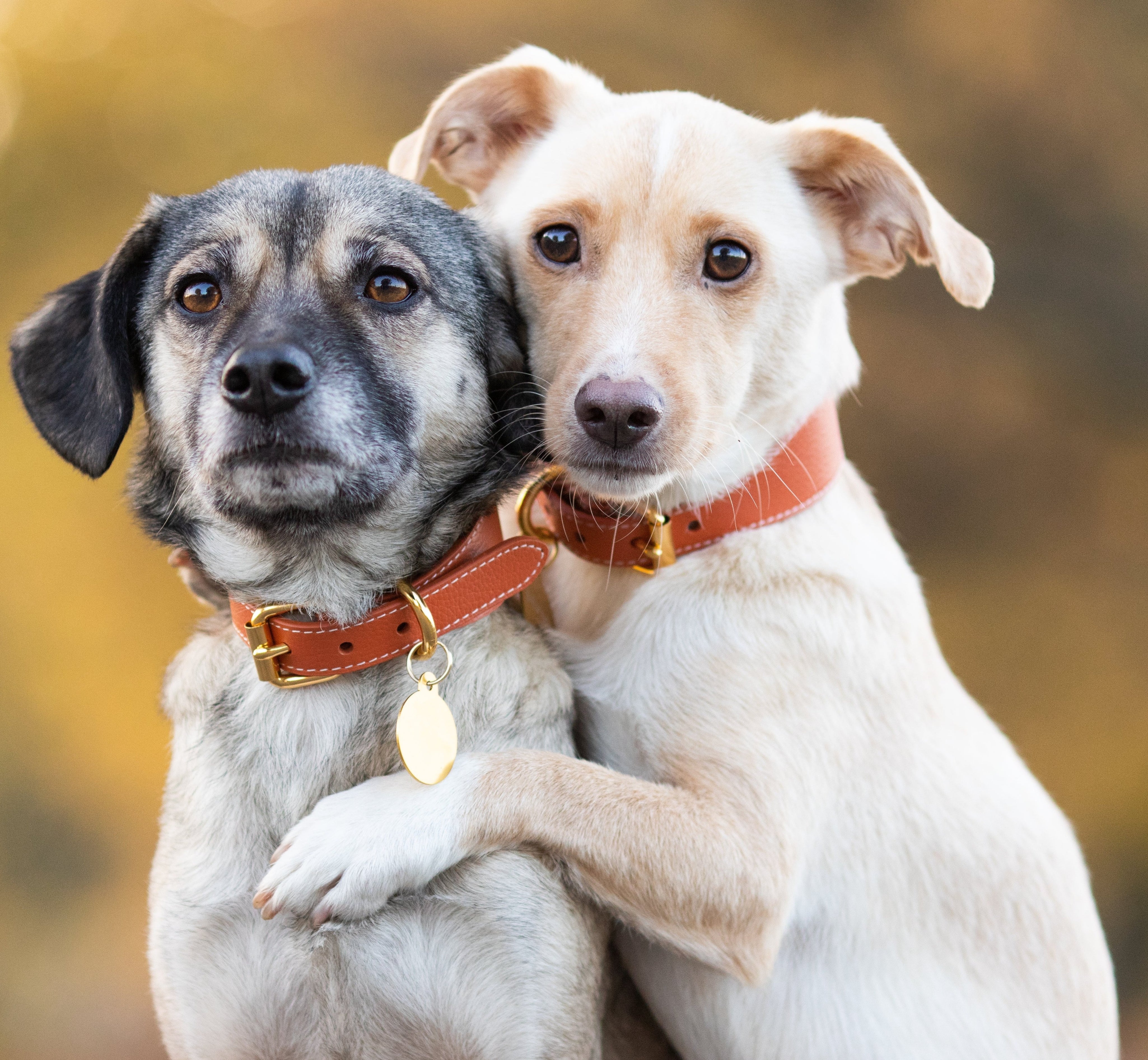 Cognac Hundhalsband Bred