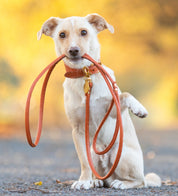 Cognac Hundkoppel