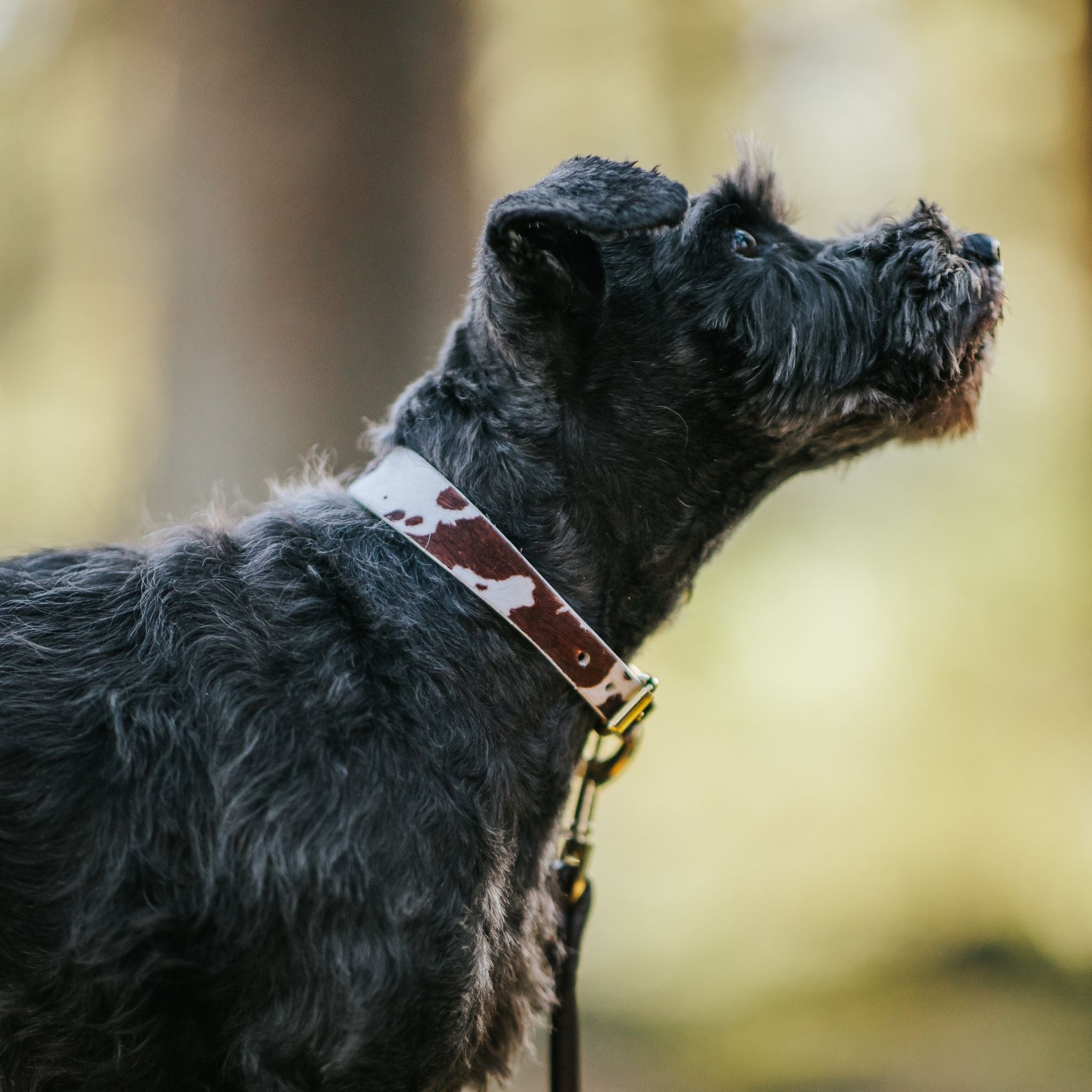 Komönstrat Hundhalsband Smal