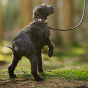 Komönstrat Hundhalsband Smal