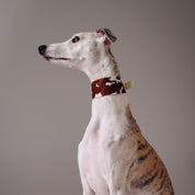 Komönstrat Hundhalsband Bred