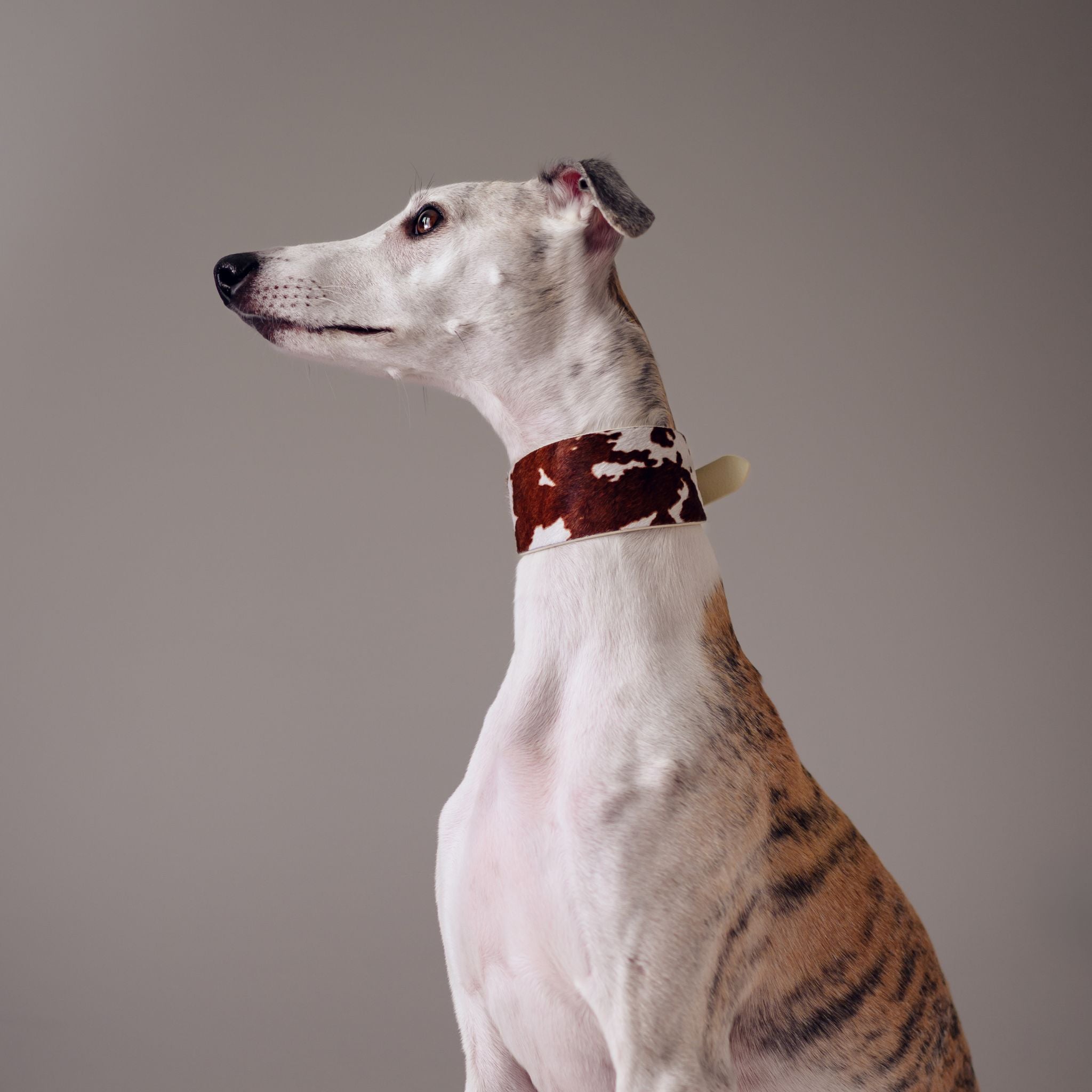 Komönstrat Hundhalsband Bred