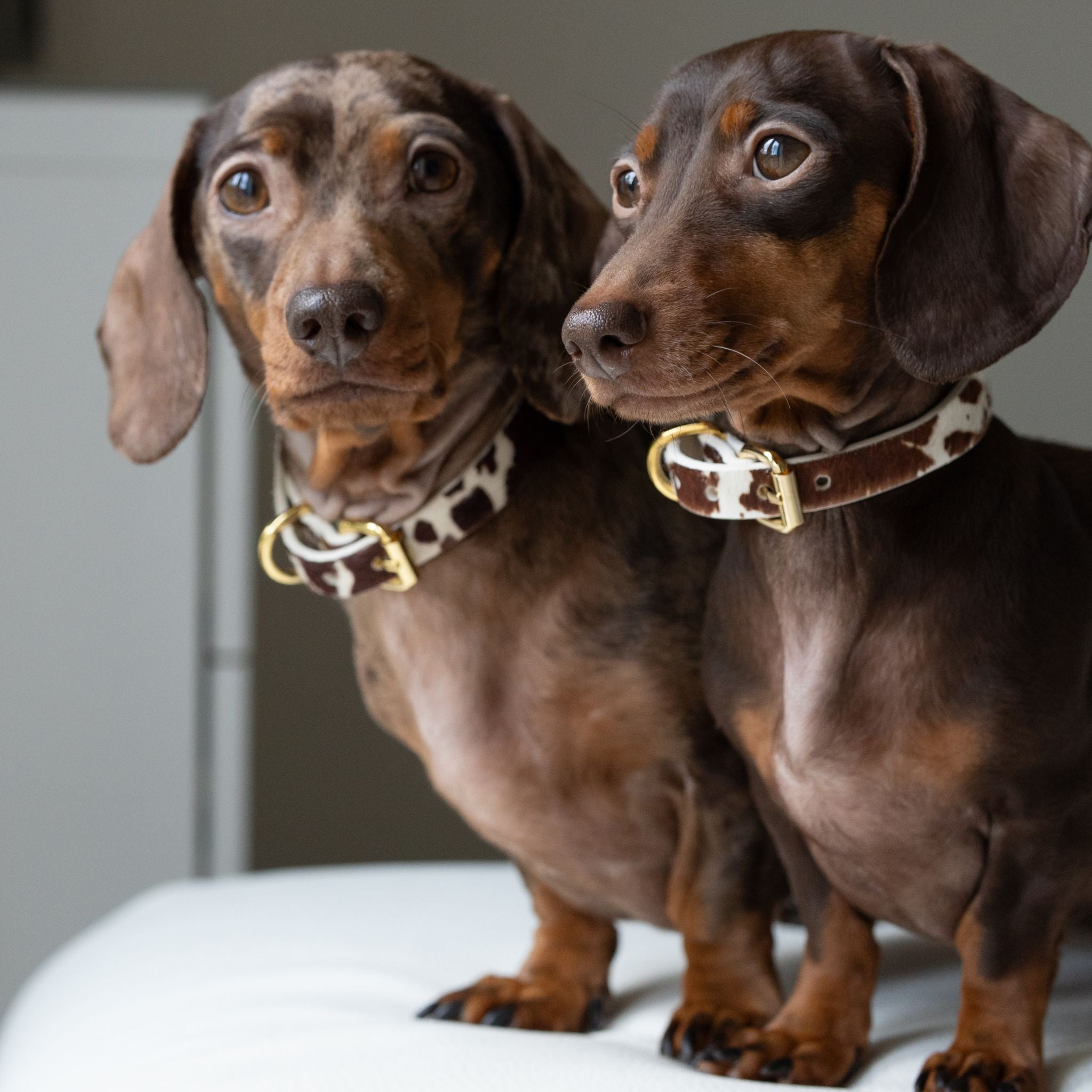 Komönstrat Hundhalsband Smal