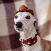 Komönstrat Hundhalsband Bred