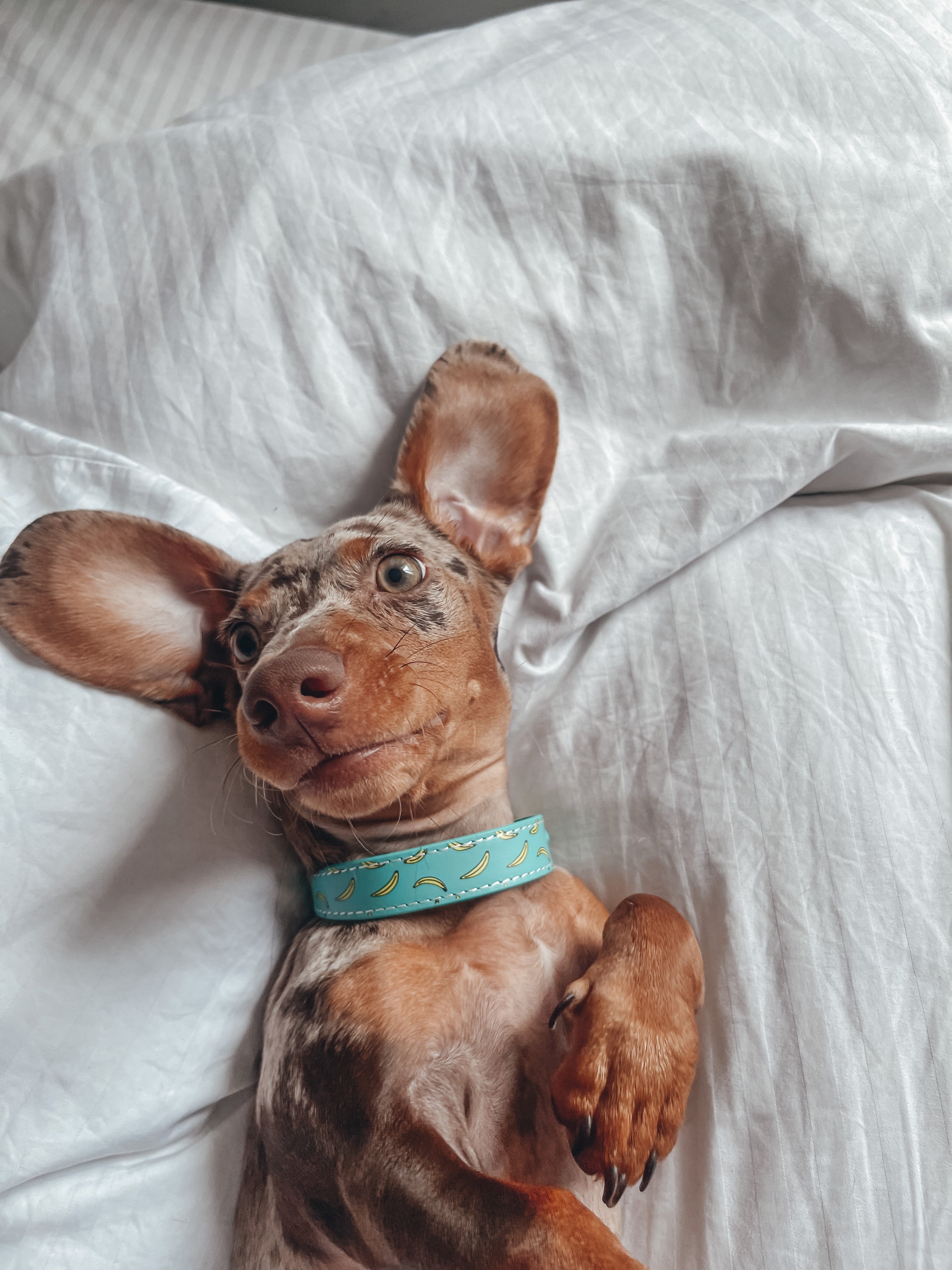 Bananmönstrat Hundhalsband Smal