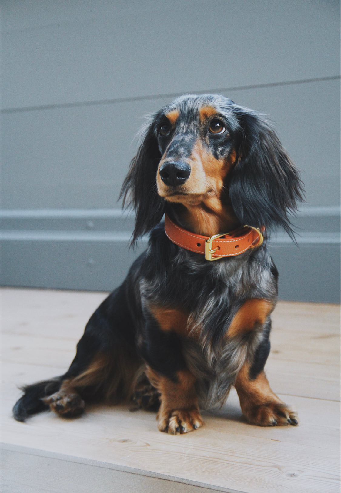Cognac Hundhalsband Smal