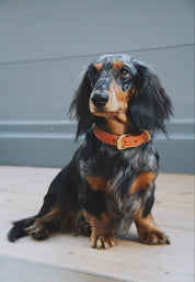 Cognac Hundhalsband Smal