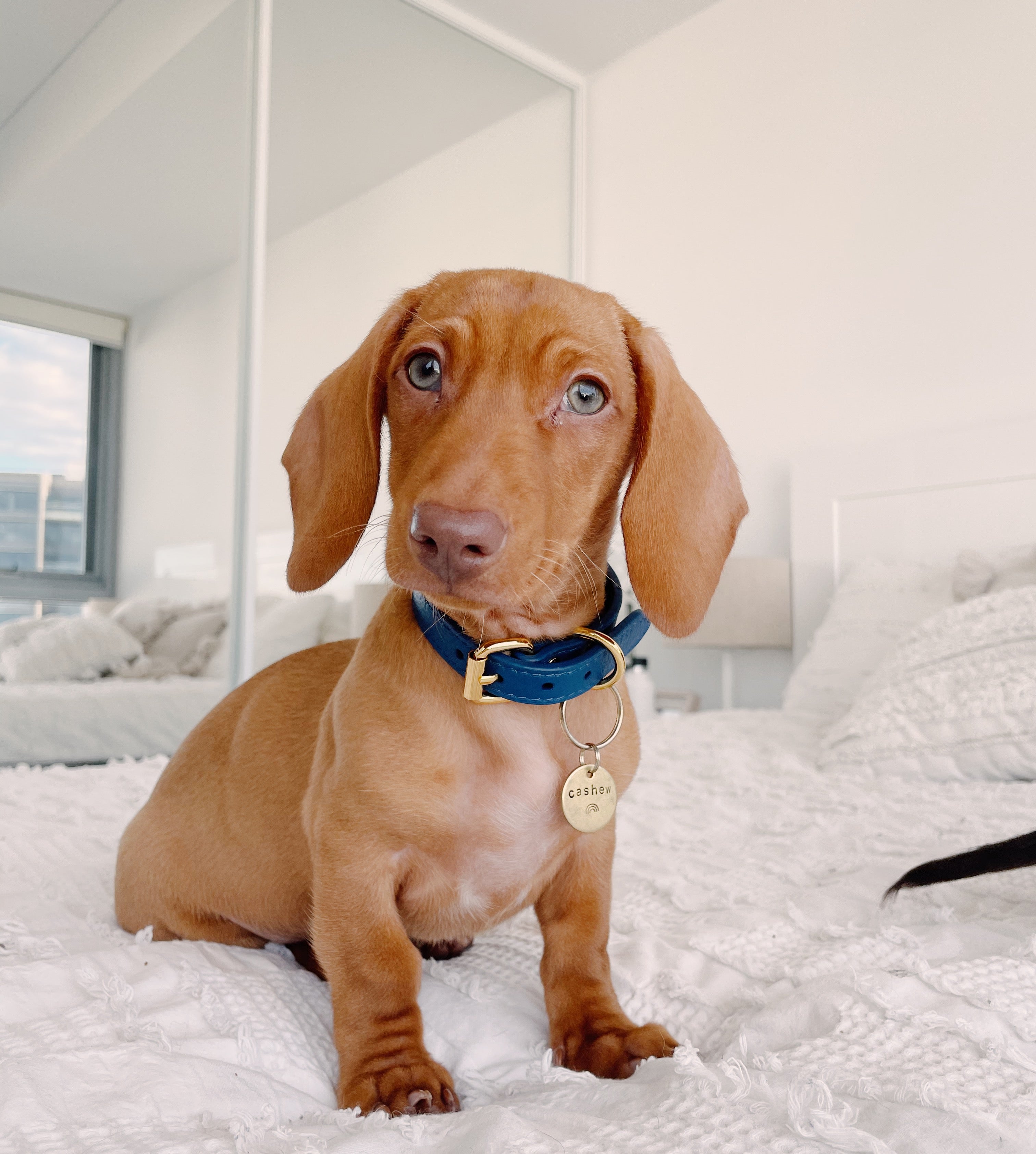 Mörkblå Hundhalsband Smal