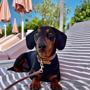 Mockabrun Hundhalsband Smal 