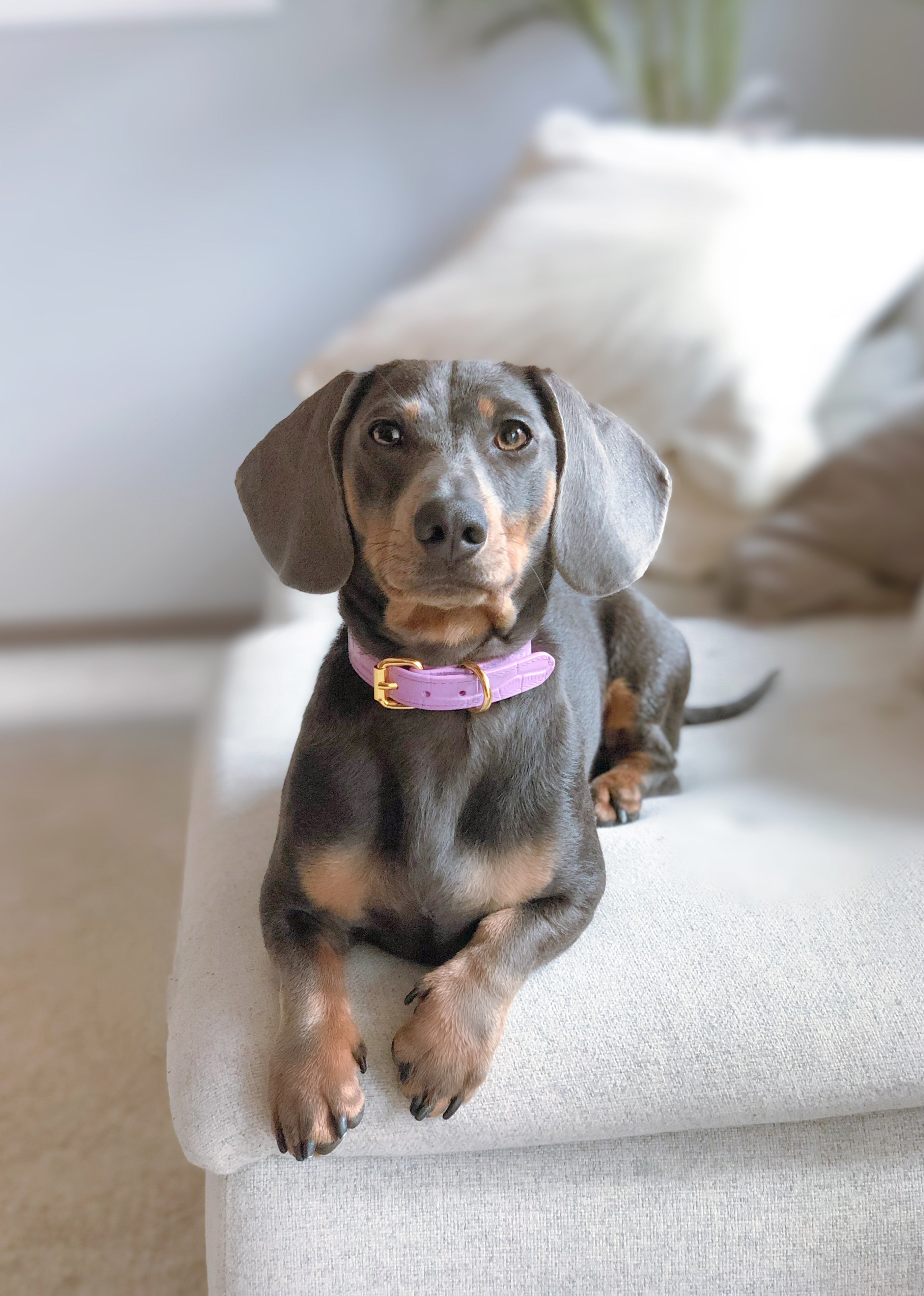 Violett Croco Hundhalsband Smal