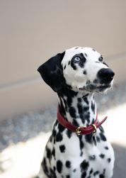 Röd Hundhalsband Smal