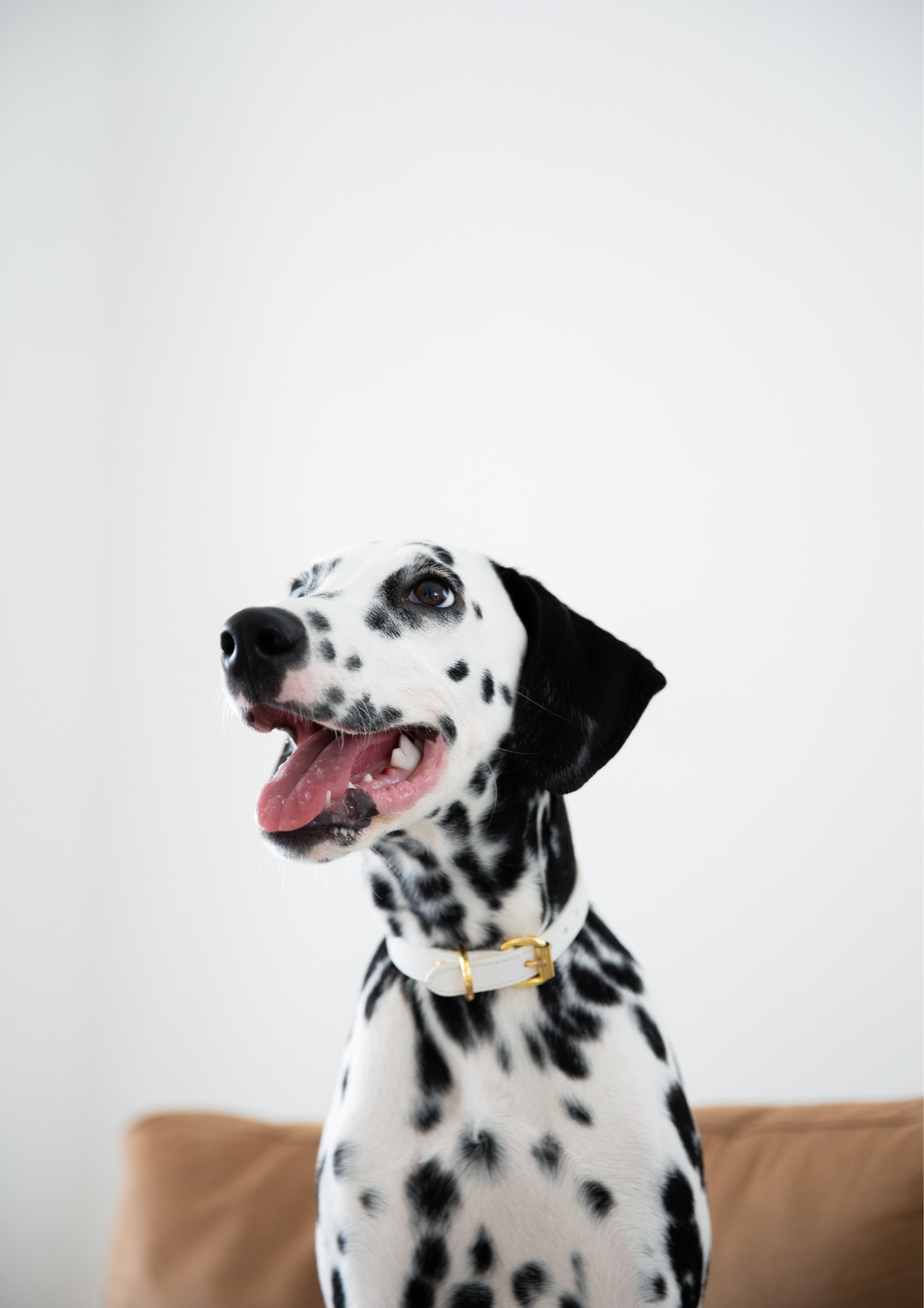 Vit Hundhalsband Smal