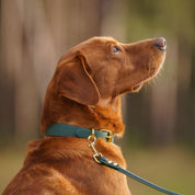 Mörkgrön Hundhalsband Smal