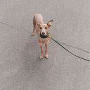 Mörkgrön Hundhalsband Bred