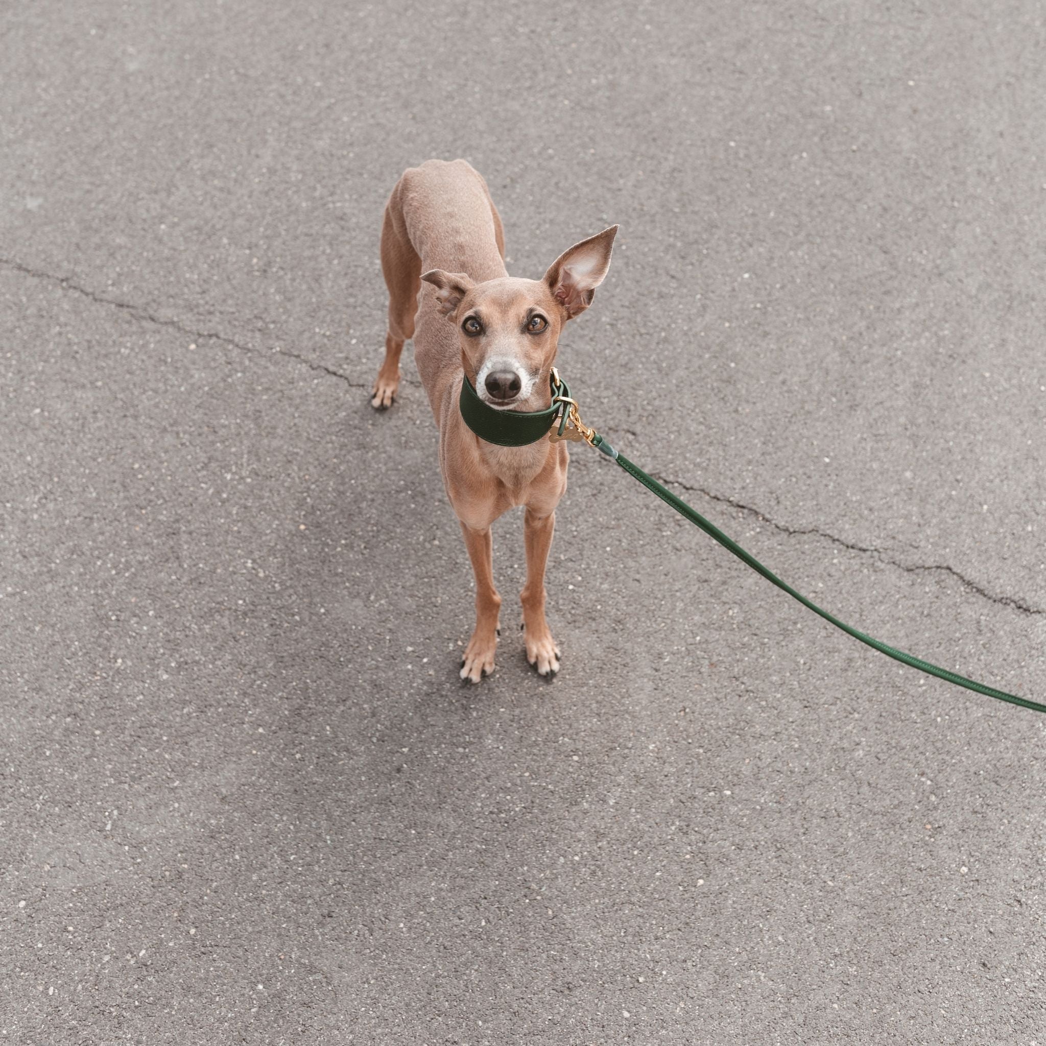 Mörkgrön Hundhalsband Bred