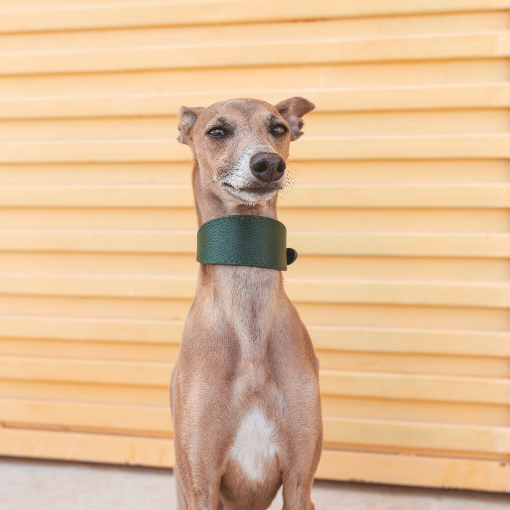 Mörkgrön Hundhalsband Bred