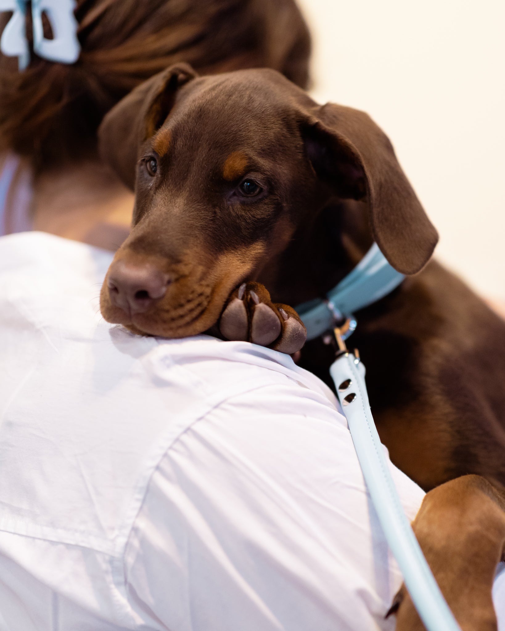 Babyblå Hundkoppel